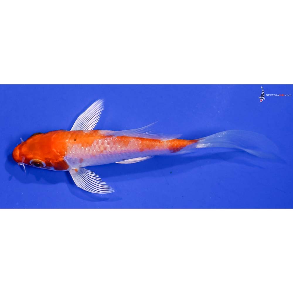 3.5” Imported Hariwake Butterfly Koi