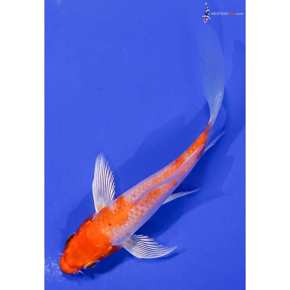 3.5” Imported Hariwake Butterfly Koi