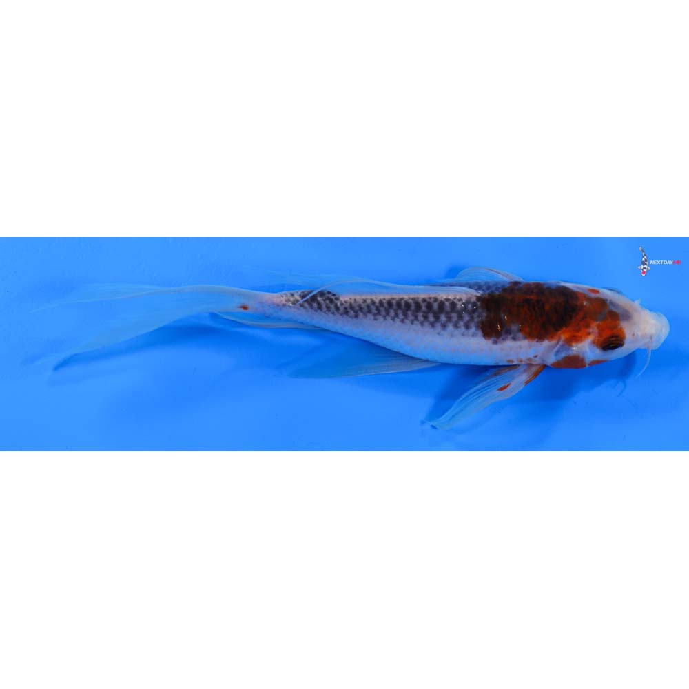 8” Imported Goshiki Butterfly Koi
