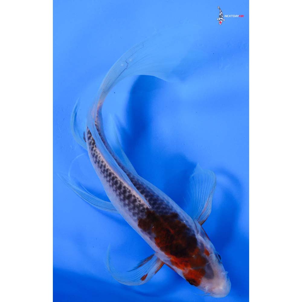 8” Imported Goshiki Butterfly Koi