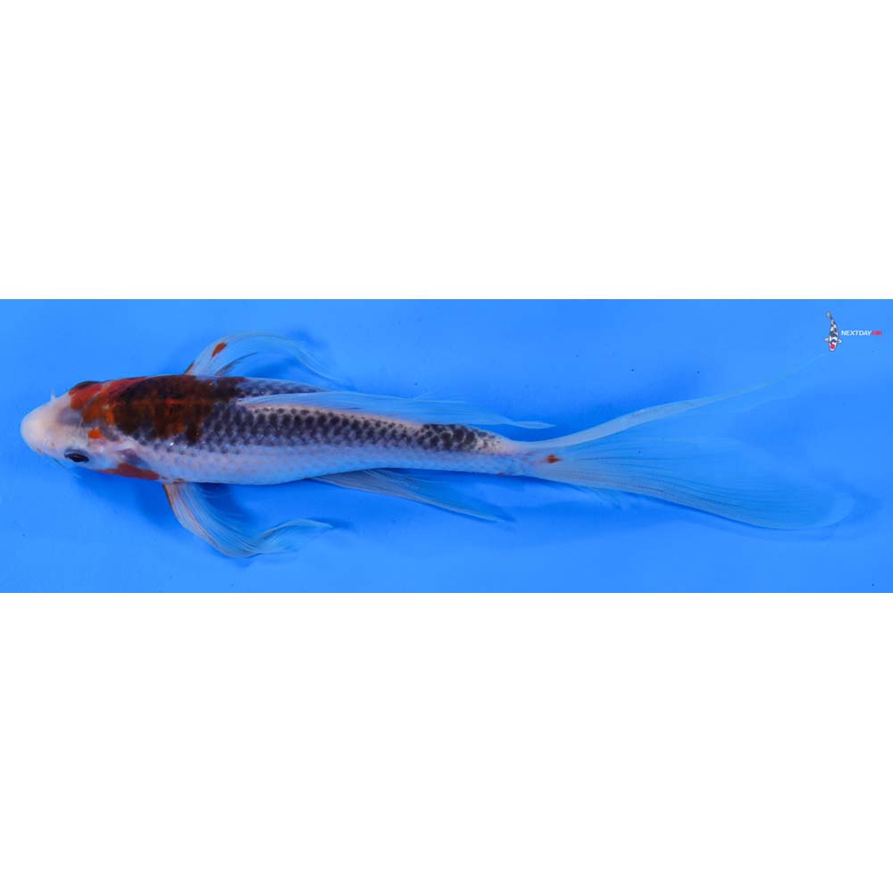 8” Imported Goshiki Butterfly Koi