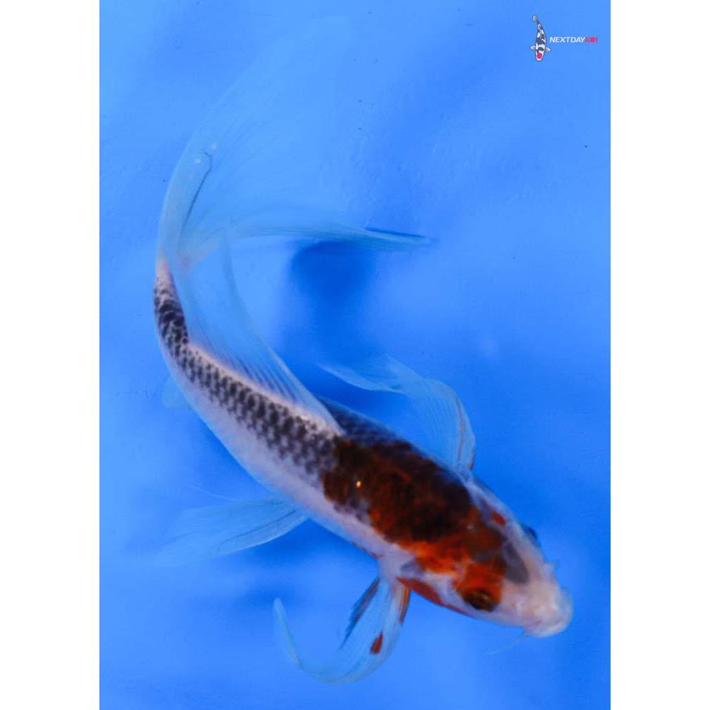 8” Imported Goshiki Butterfly Koi