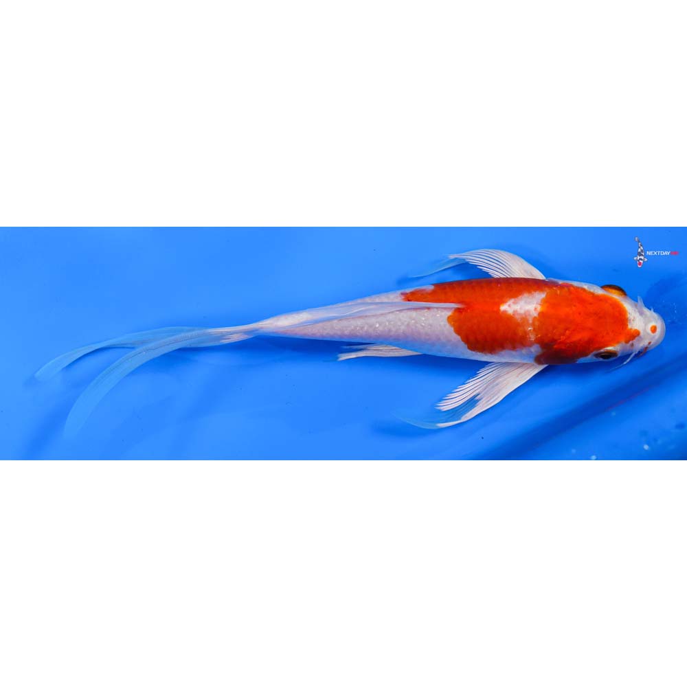 8” Imported Hariwake Butterfly Koi