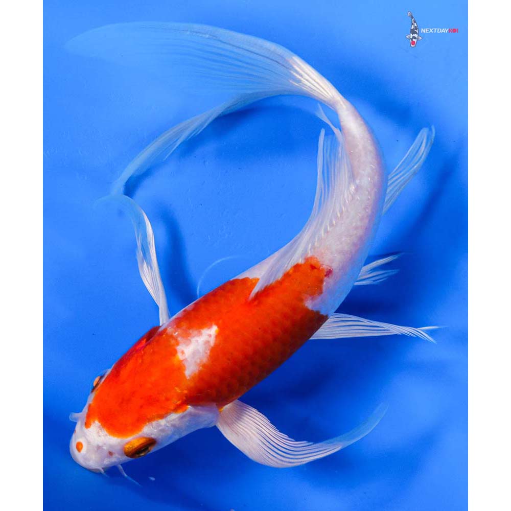 8” Imported Hariwake Butterfly Koi