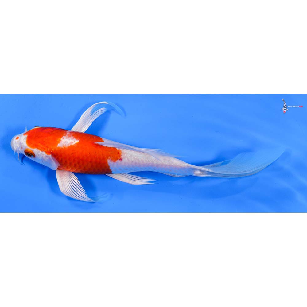 8” Imported Hariwake Butterfly Koi