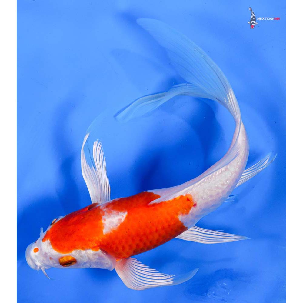 8” Imported Hariwake Butterfly Koi