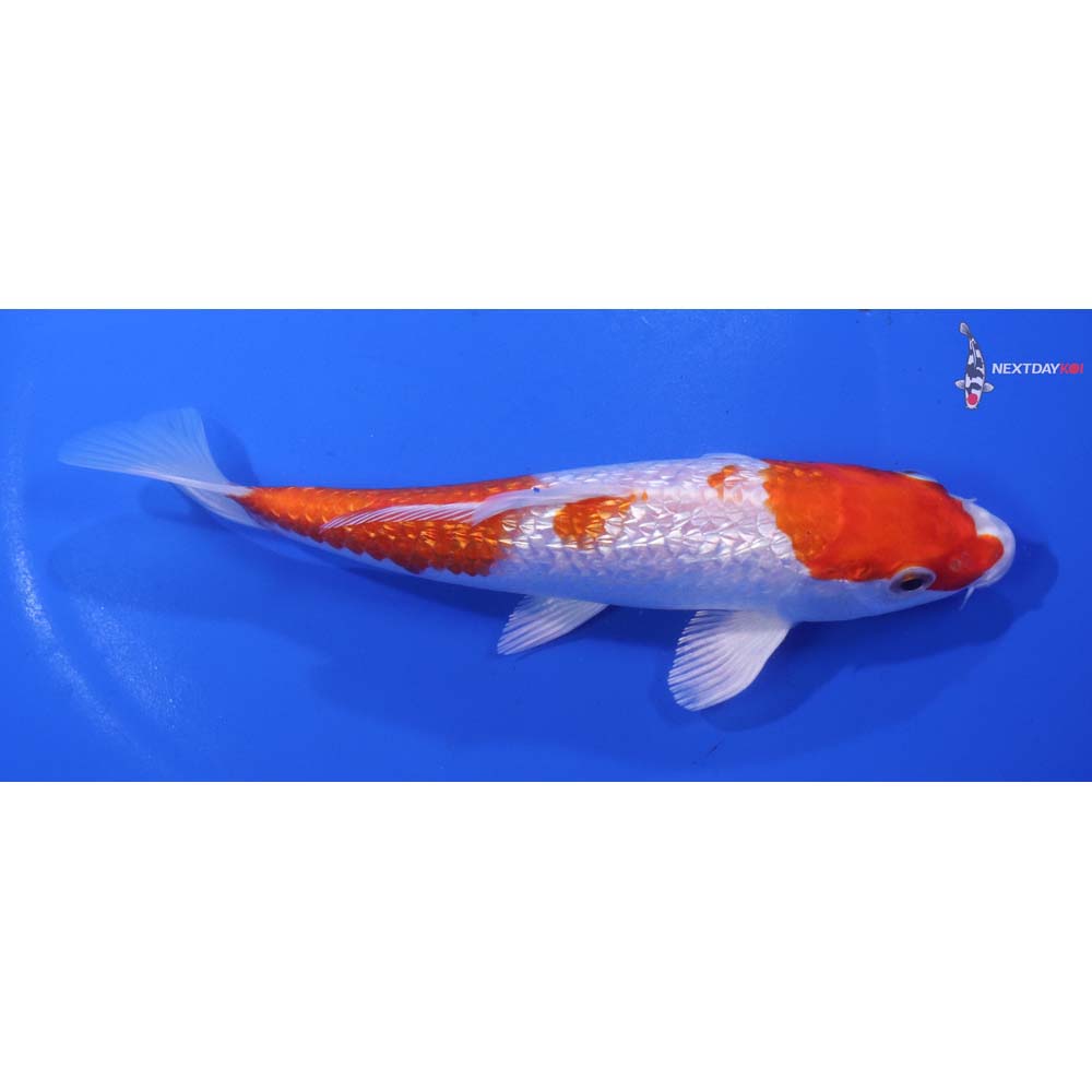 6” Imported Gin Rin Hariwake