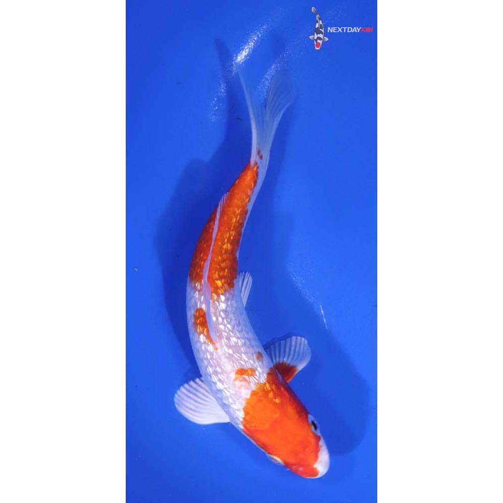 6” Imported Gin Rin Hariwake