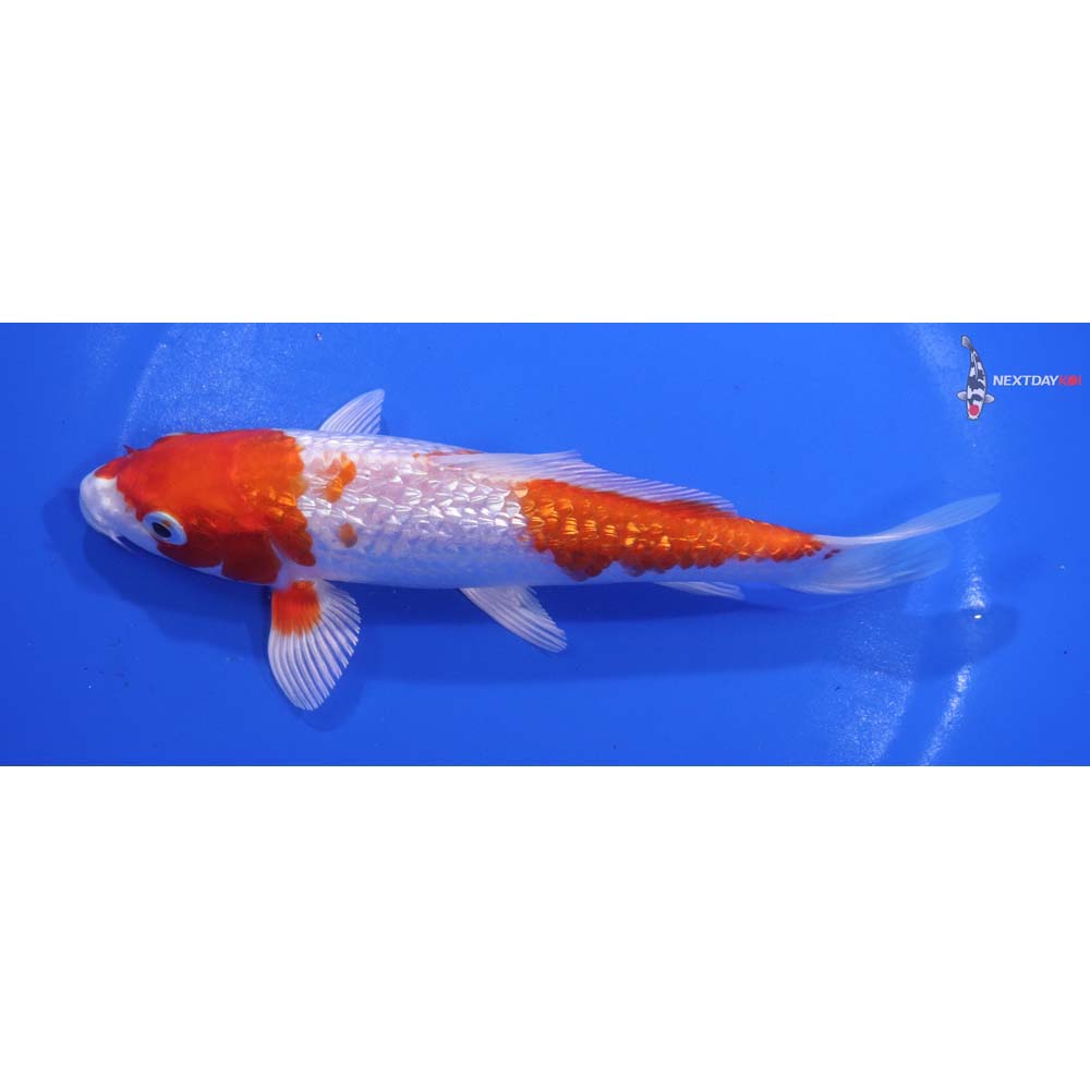 6” Imported Gin Rin Hariwake
