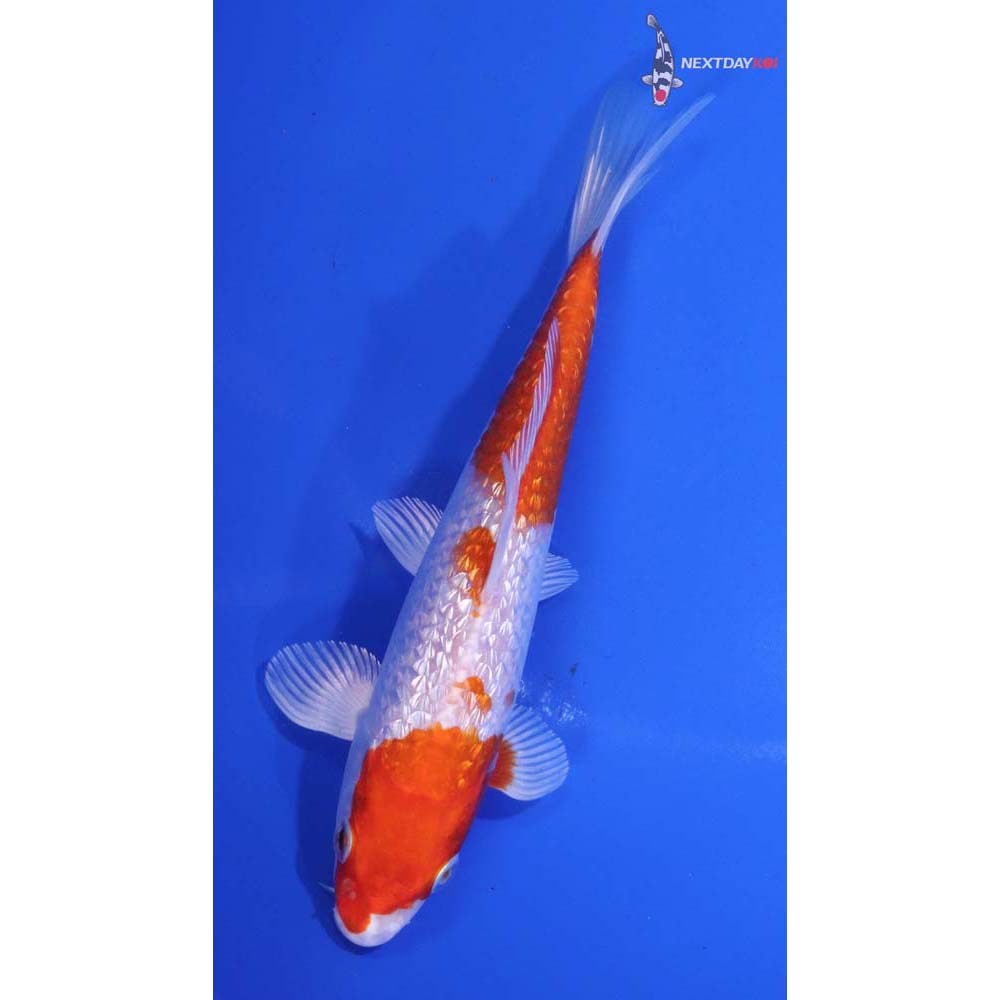 6” Imported Gin Rin Hariwake