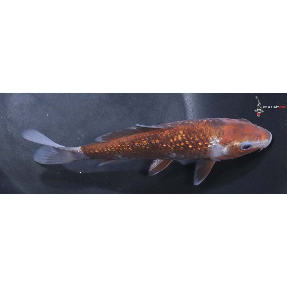 6.5” Imported Gin Rin Ochiba Shigure