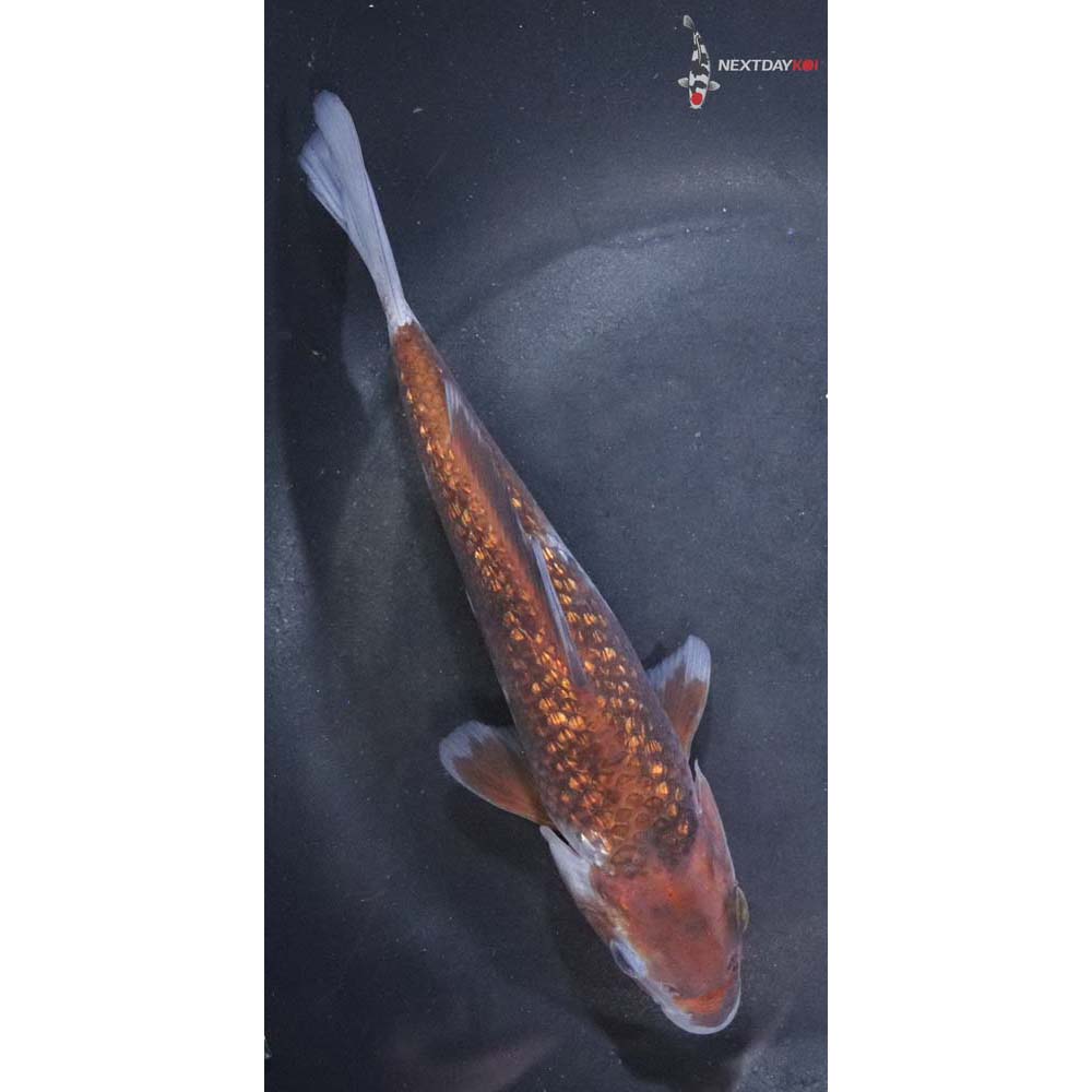 6.5” Imported Gin Rin Ochiba Shigure