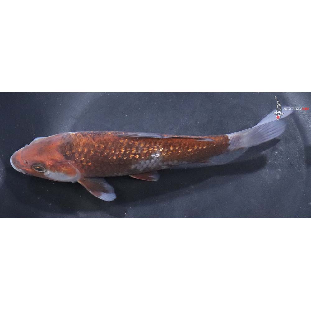6.5” Imported Gin Rin Ochiba Shigure