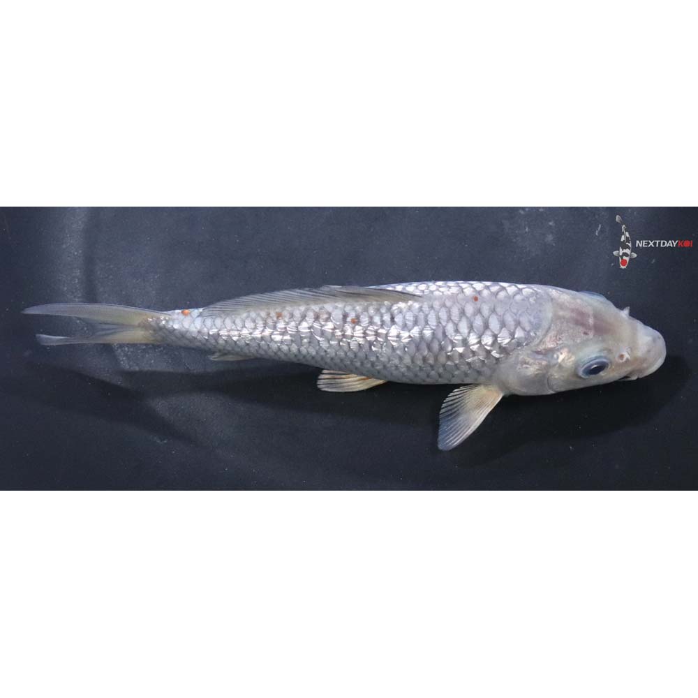 6.5” Imported Gin Rin Ochiba Shigure