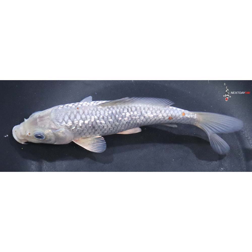 6.5” Imported Gin Rin Ochiba Shigure