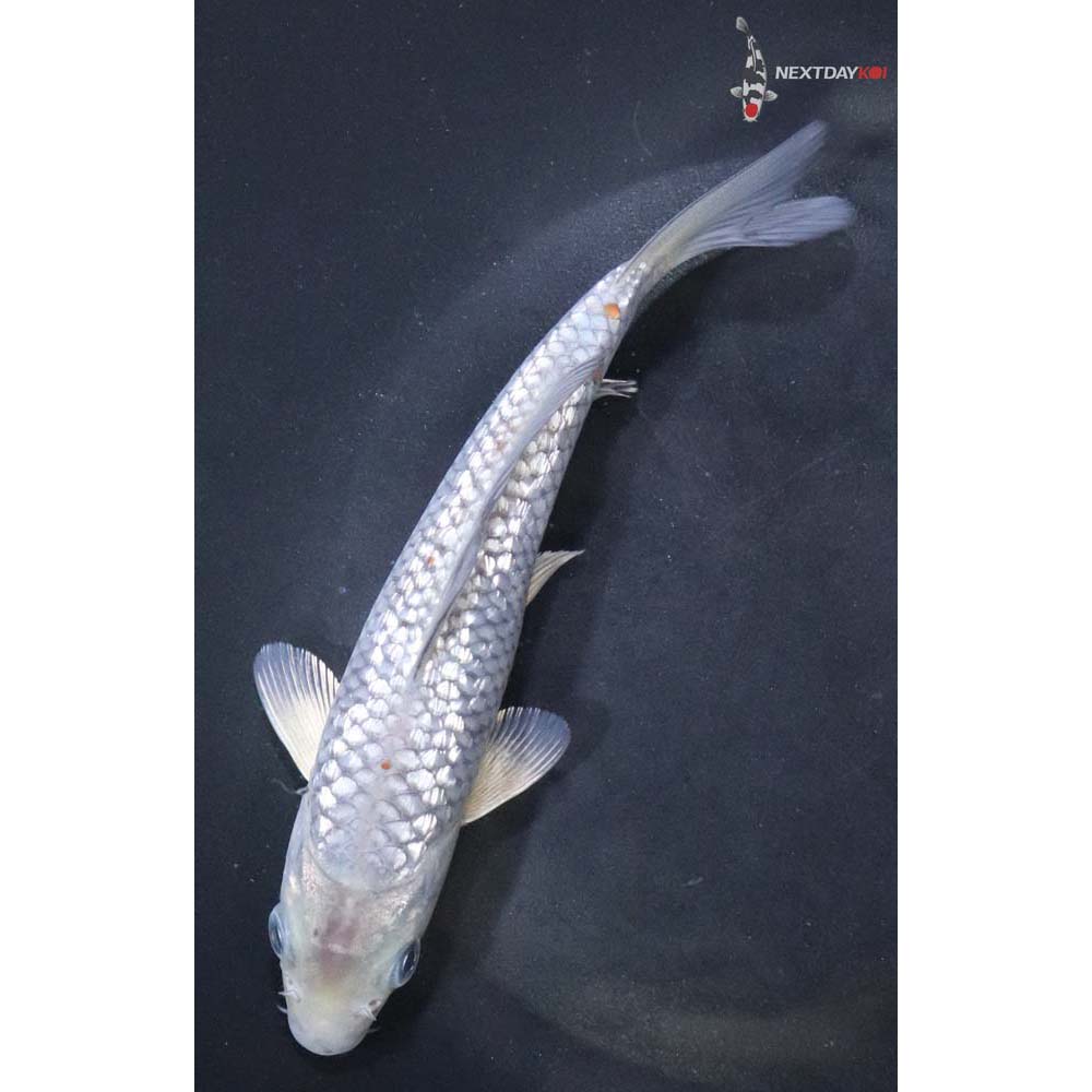 6.5” Imported Gin Rin Ochiba Shigure