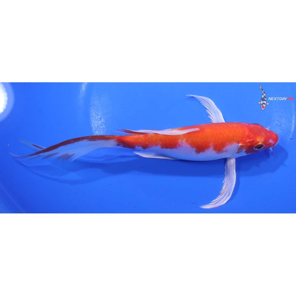 7” Imported Hariwake Butterfly Koi