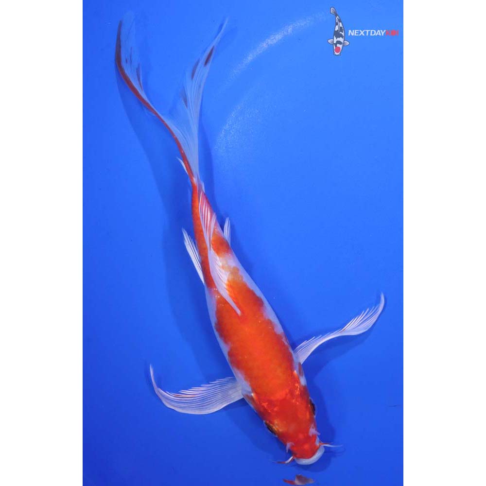 7” Imported Hariwake Butterfly Koi
