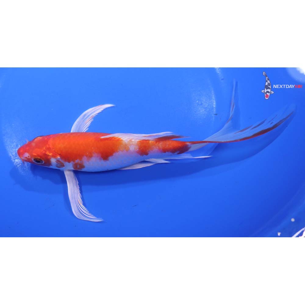 7” Imported Hariwake Butterfly Koi