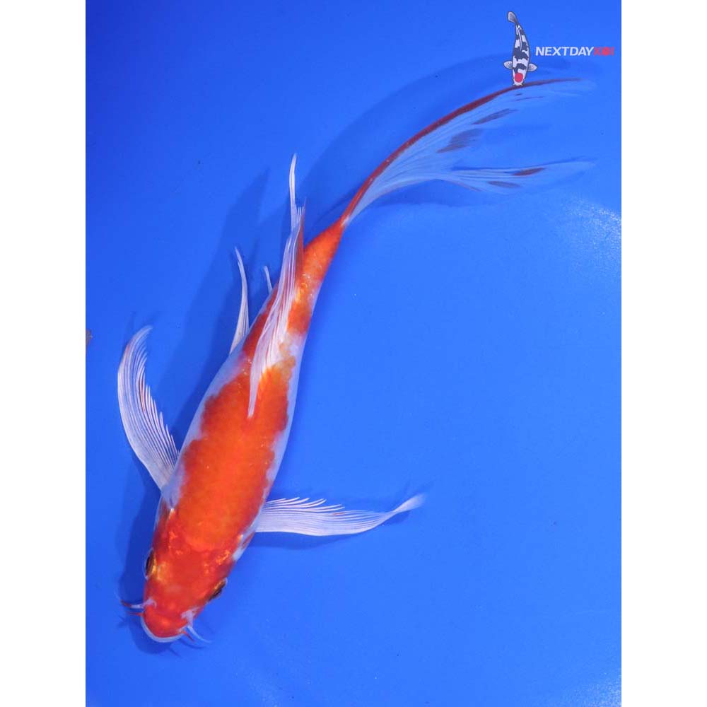 7” Imported Hariwake Butterfly Koi