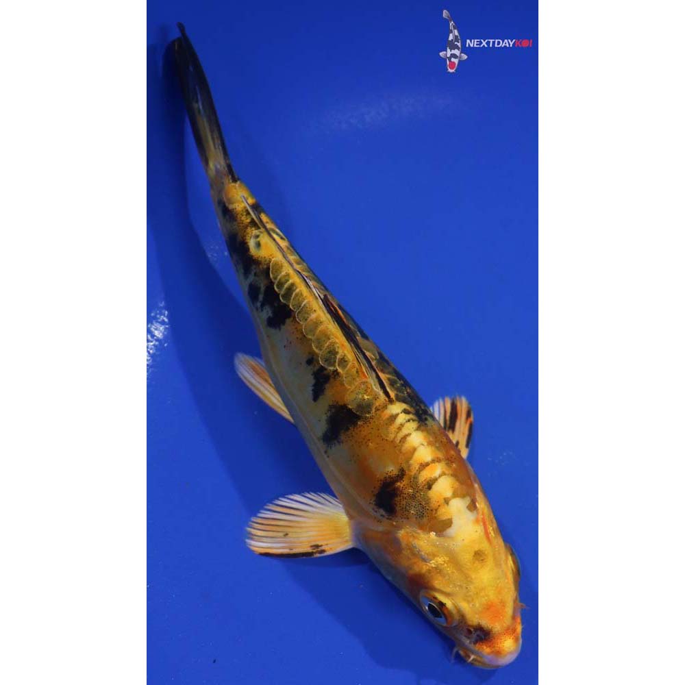 6.5” Imported Doitsu Kin Ki Bekko