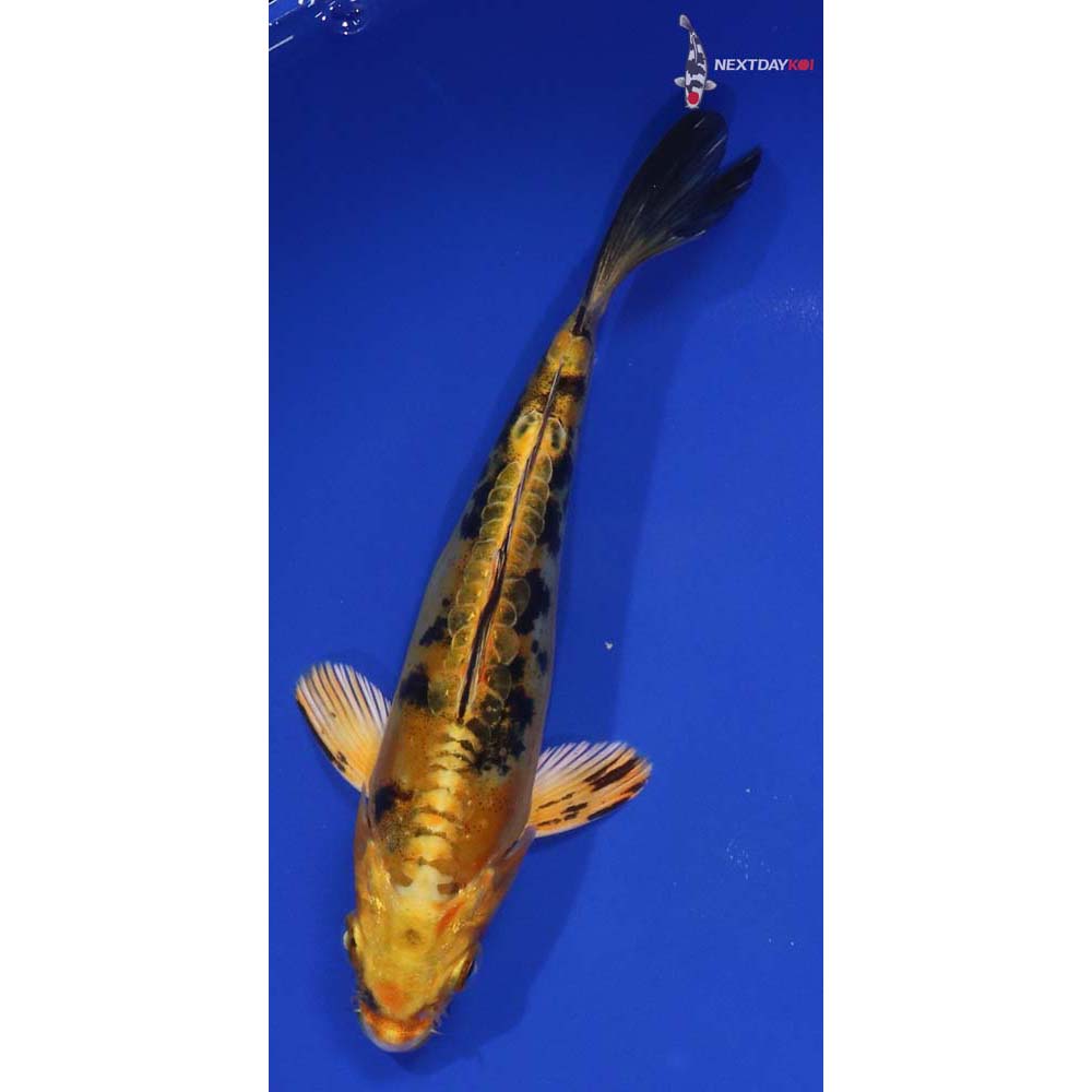 6.5” Imported Doitsu Kin Ki Bekko