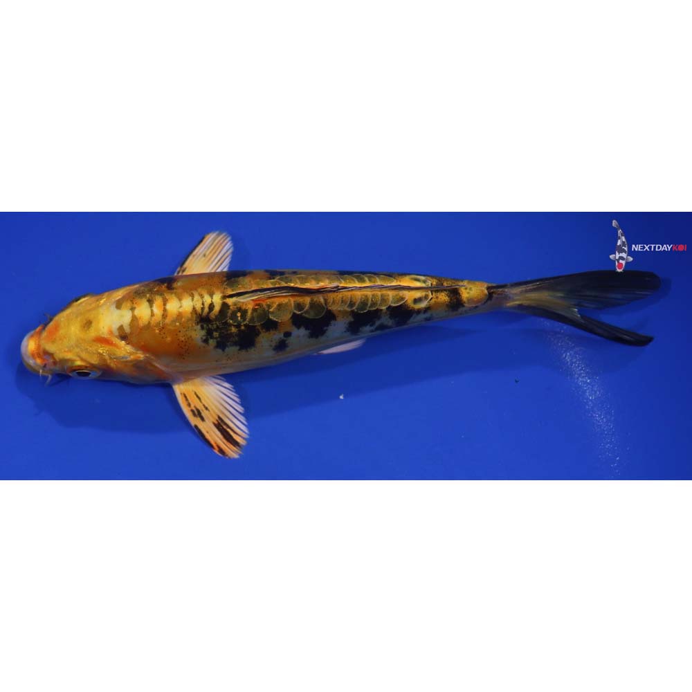 6.5” Imported Doitsu Kin Ki Bekko