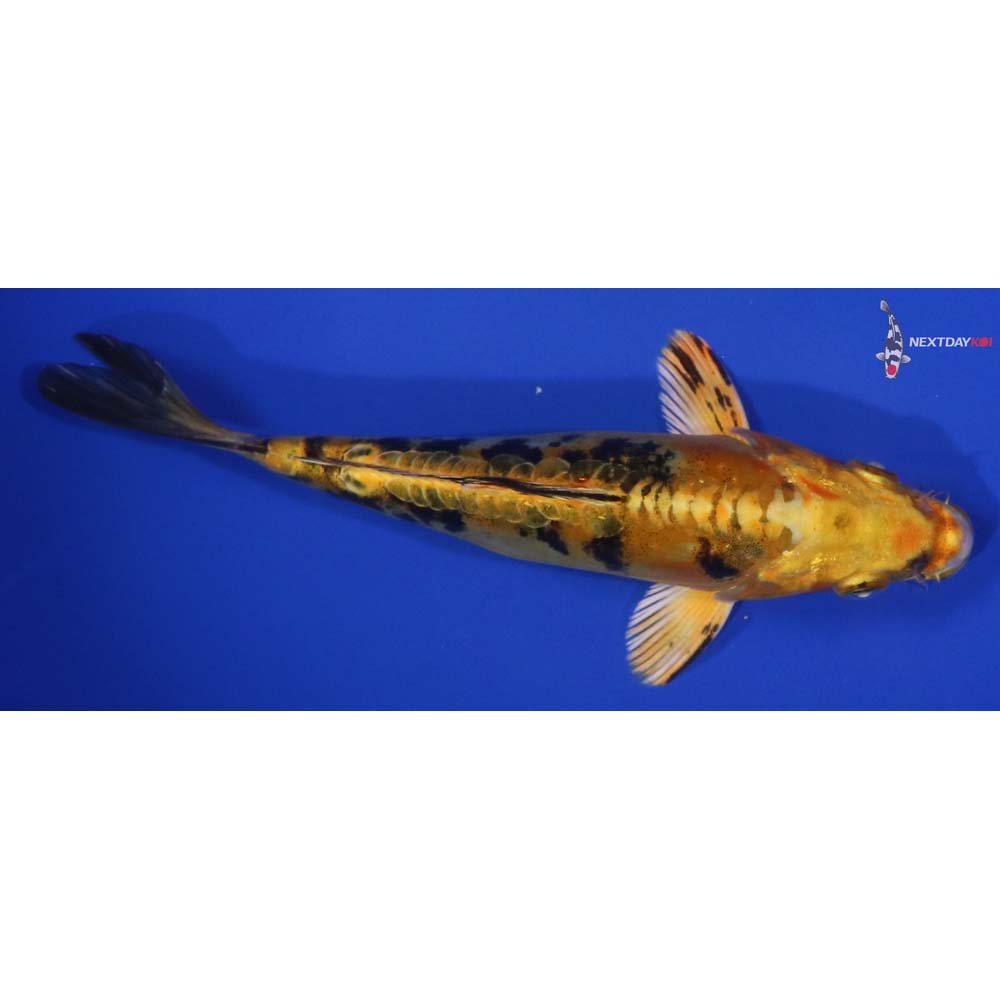 6.5” Imported Doitsu Kin Ki Bekko