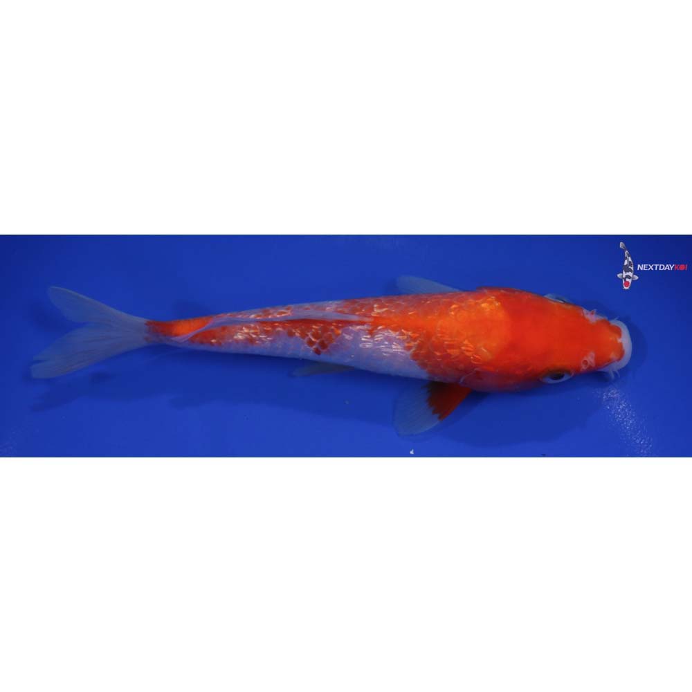 7” Imported Gin Rin Kohaku
