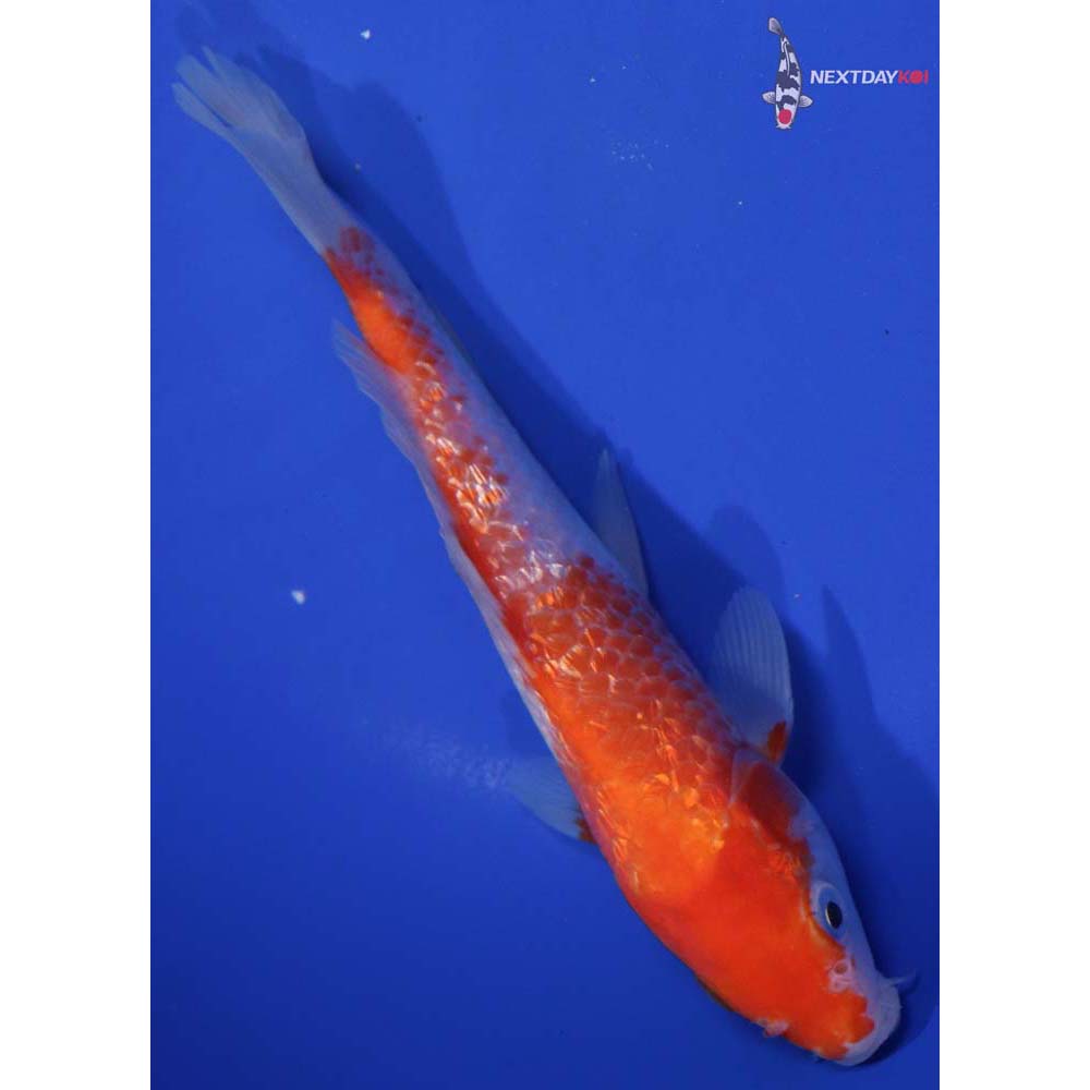 7” Imported Gin Rin Kohaku