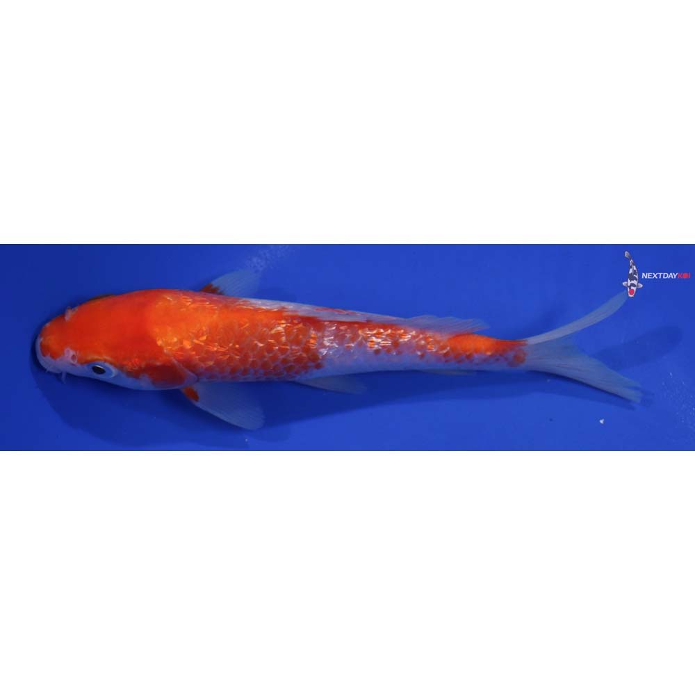 7” Imported Gin Rin Kohaku