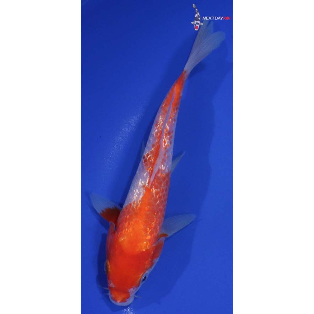 7” Imported Gin Rin Kohaku