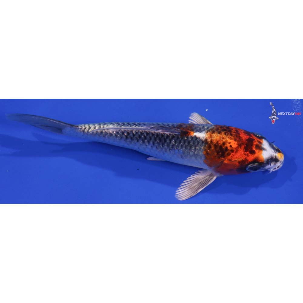 6” Imported Kujaku