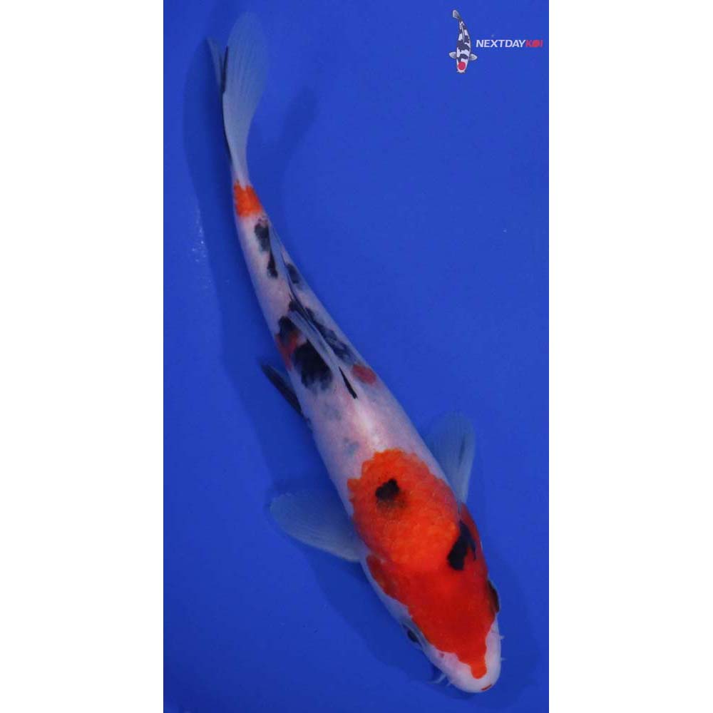 7” Imported Sanke