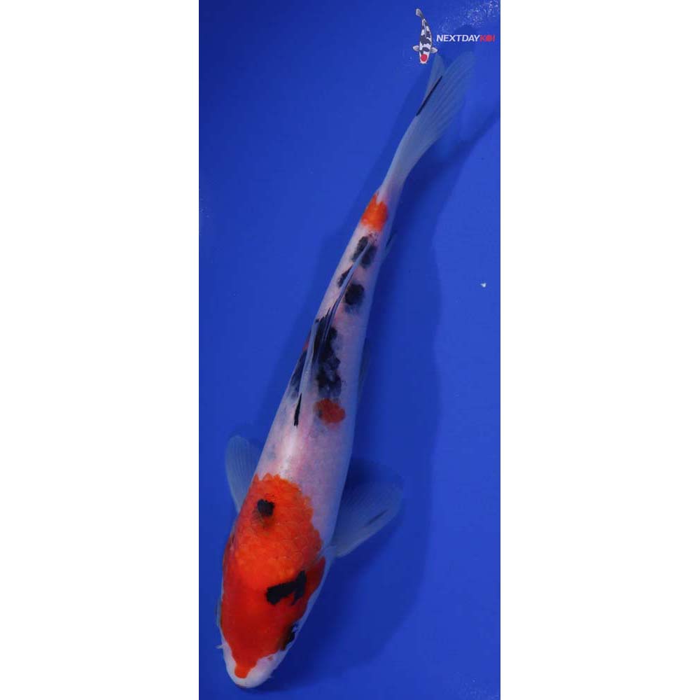 7” Imported Sanke