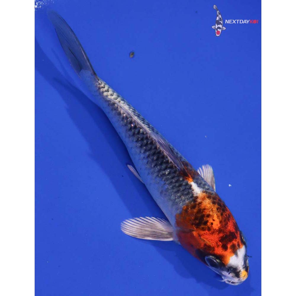 6” Imported Kujaku