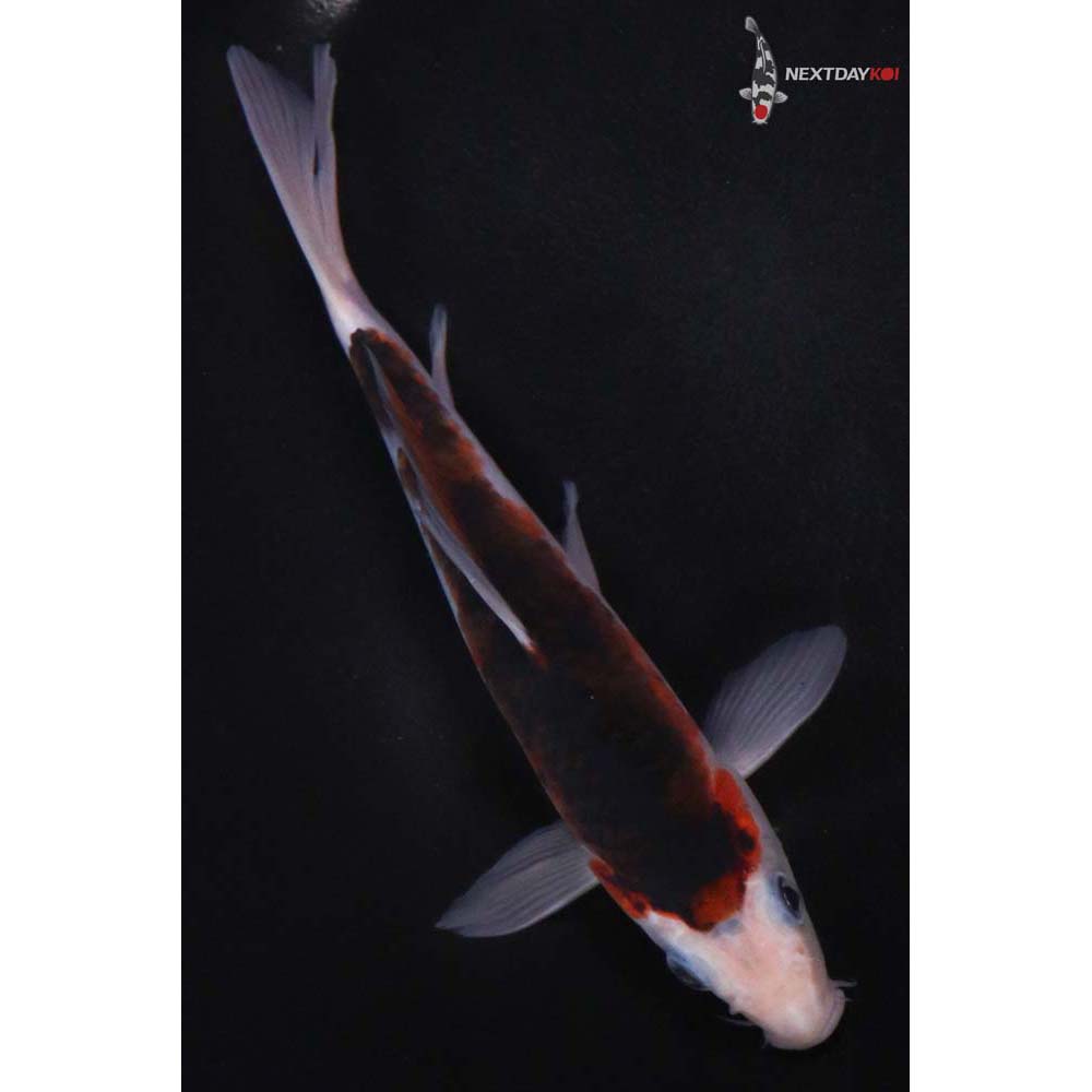 7” Imported Goromo