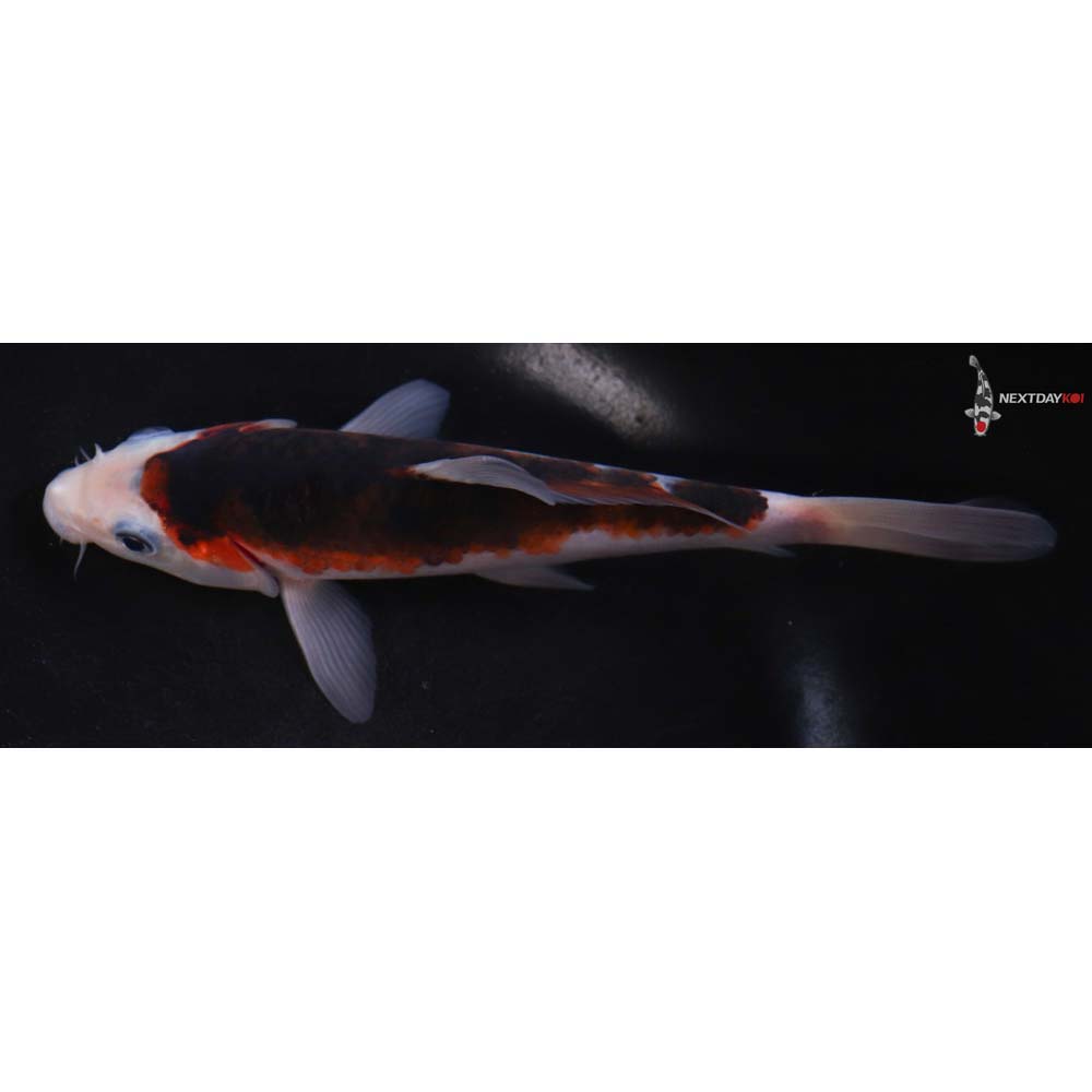 7” Imported Goromo