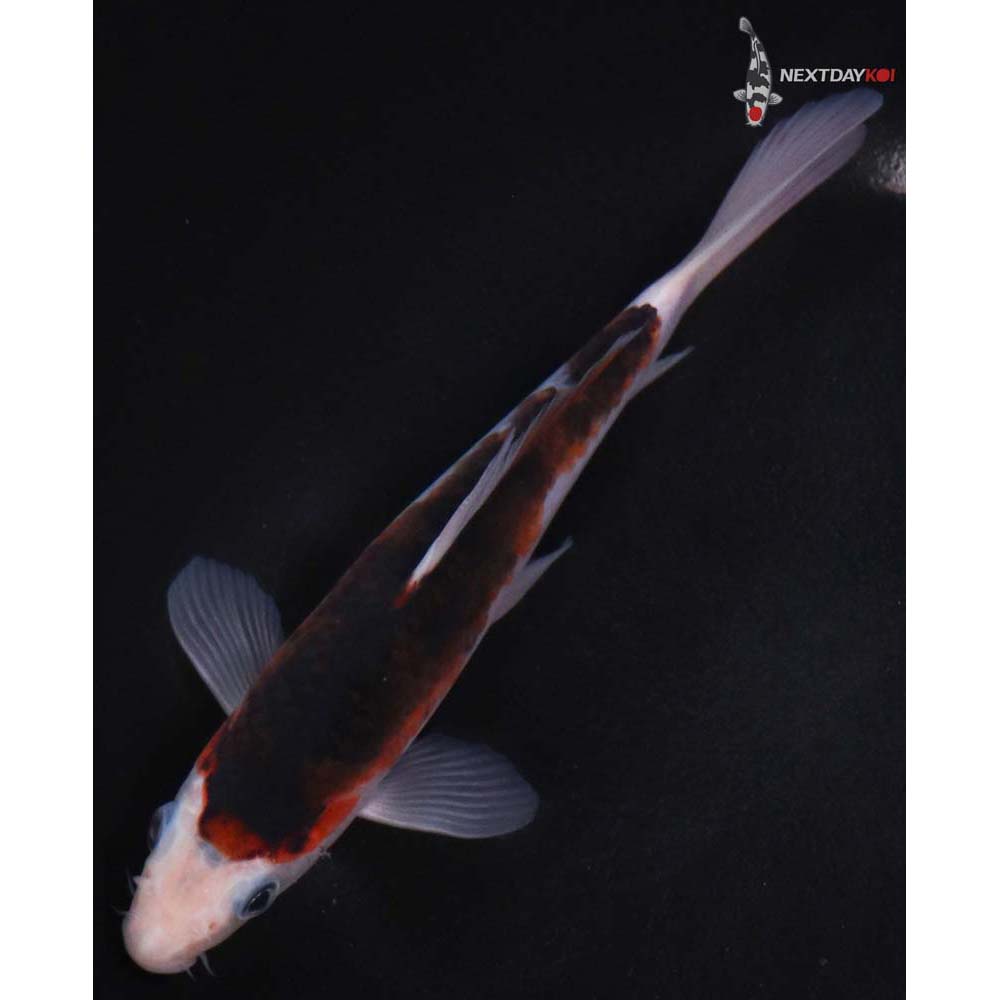 7” Imported Goromo