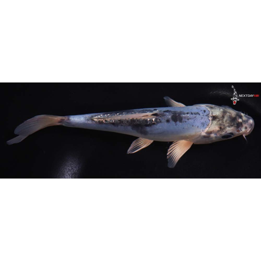 7” Imported Kin Kikokuryu