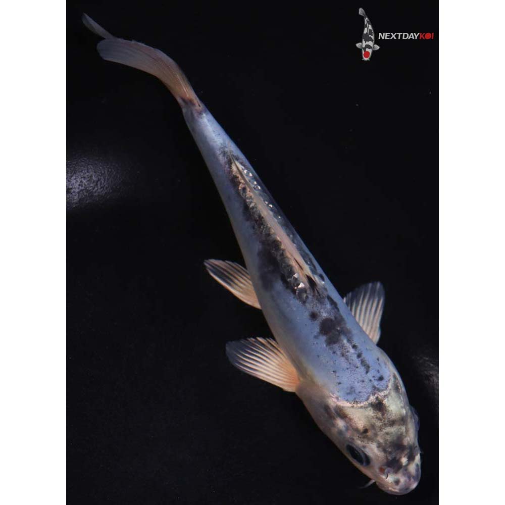 7” Imported Kin Kikokuryu