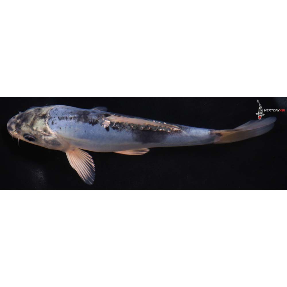 7” Imported Kin Kikokuryu