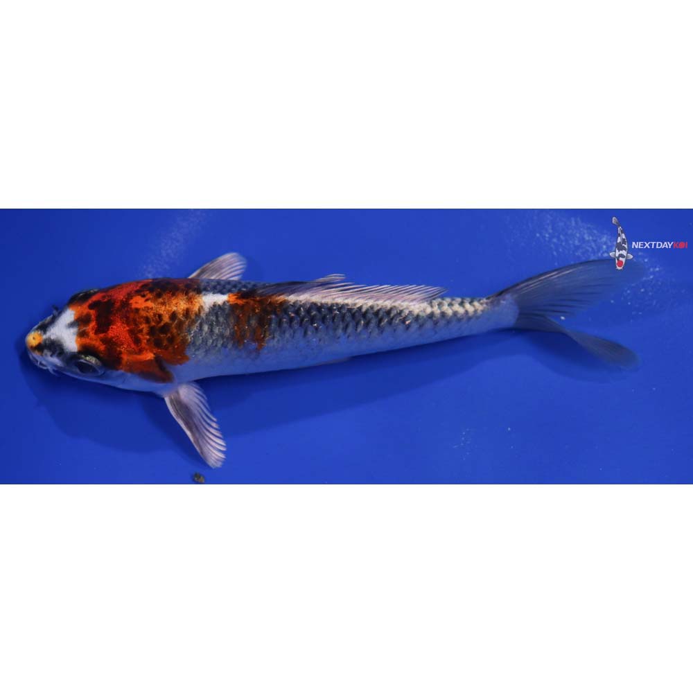6” Imported Kujaku