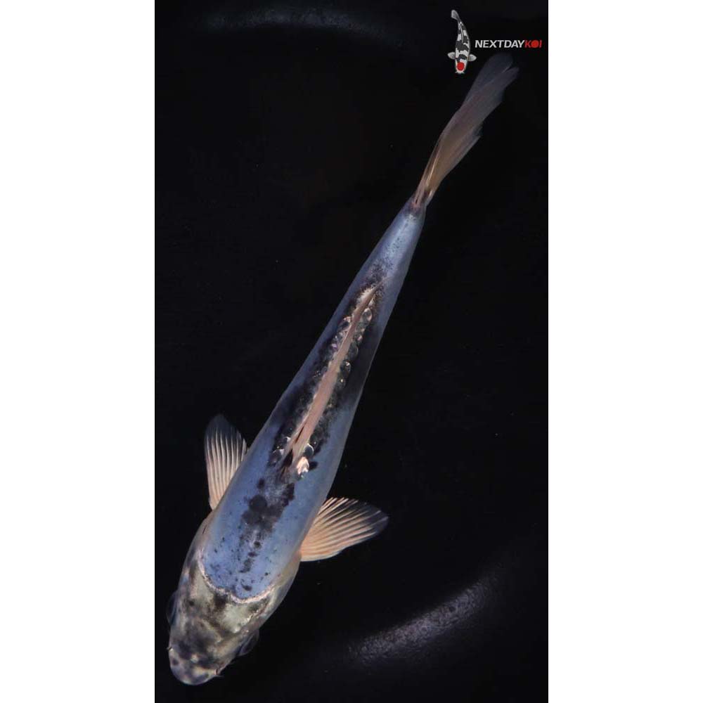 7” Imported Kin Kikokuryu