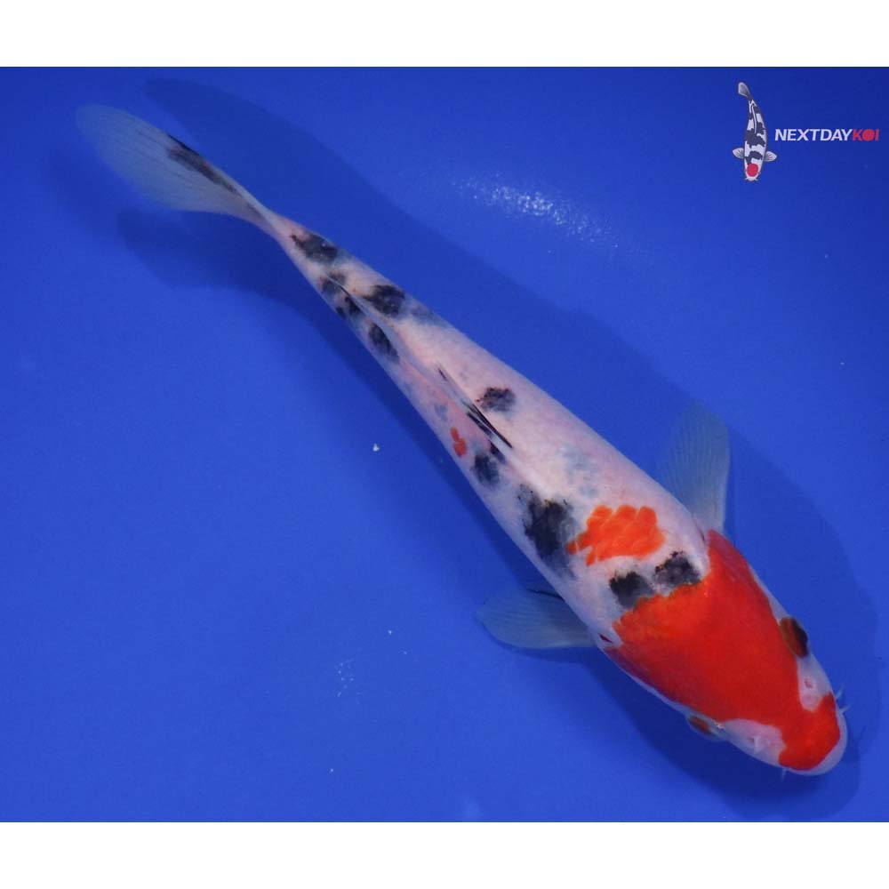 7.5” Imported Sanke