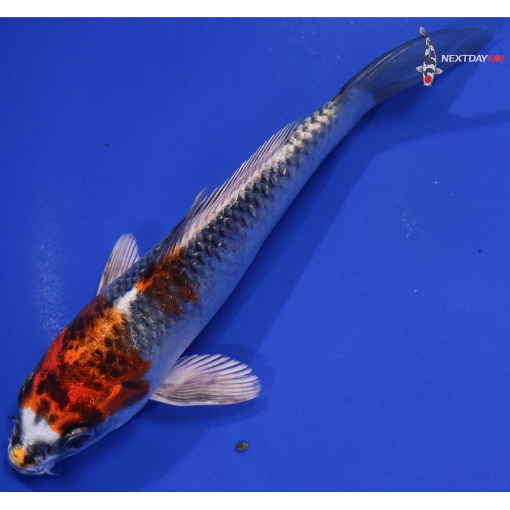 6” Imported Kujaku