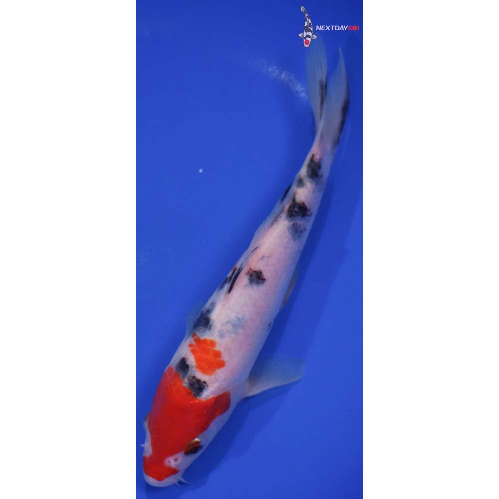 7.5” Imported Sanke