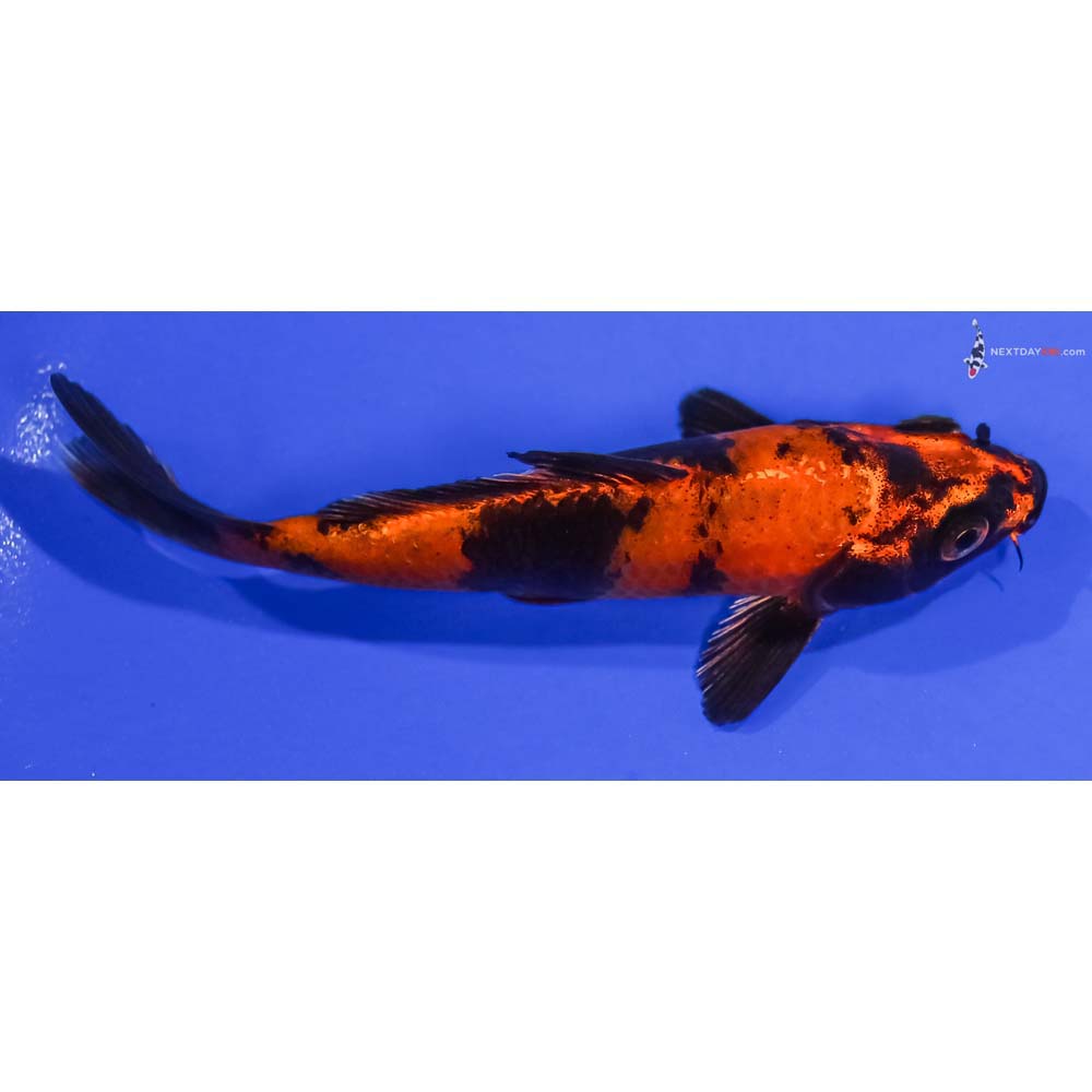 5” Imported Kin Hi Utsuri