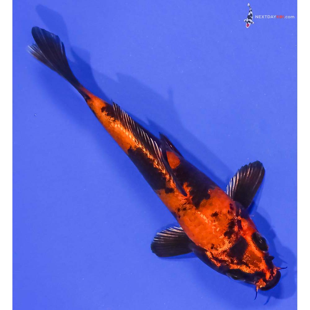 5” Imported Kin Hi Utsuri