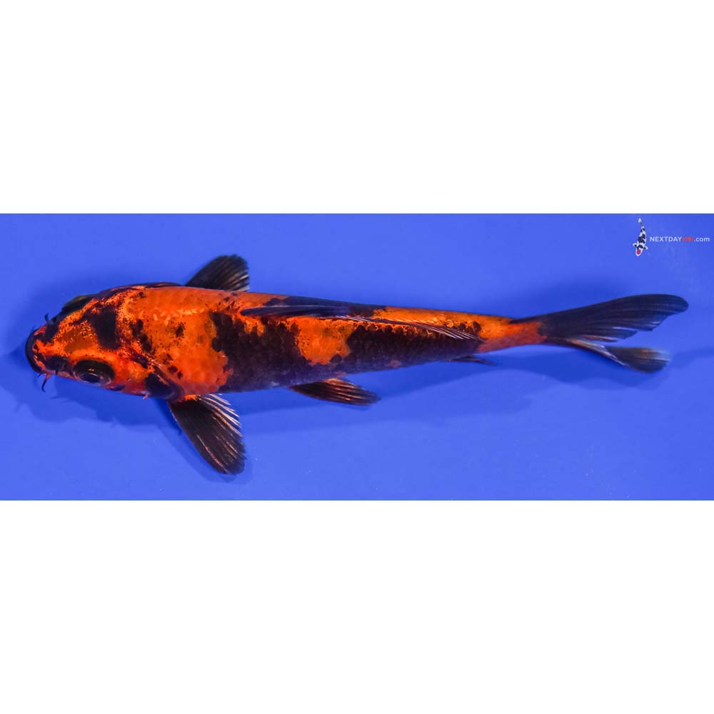 5” Imported Kin Hi Utsuri